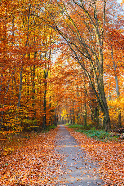 autumnal path in hoghton
